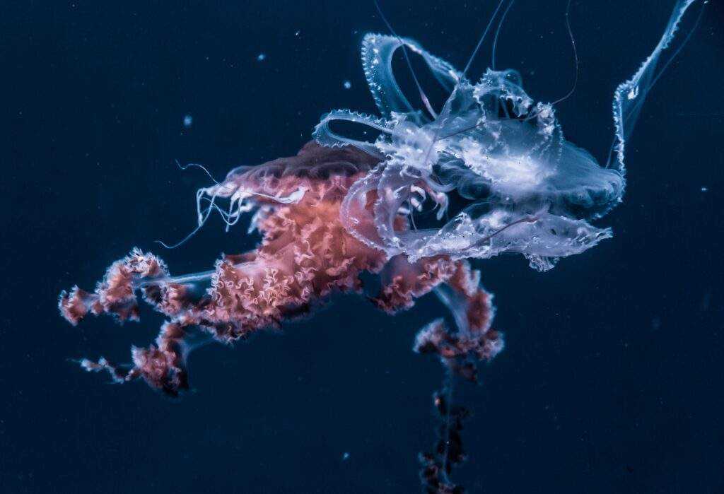 jellyfish