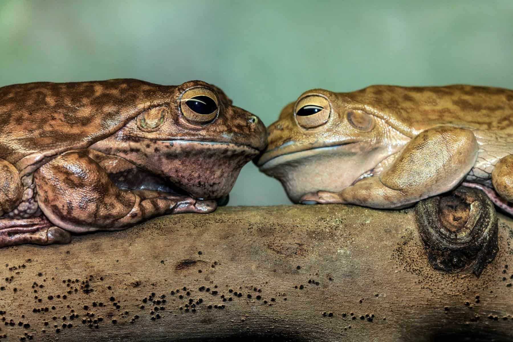 Amphibian