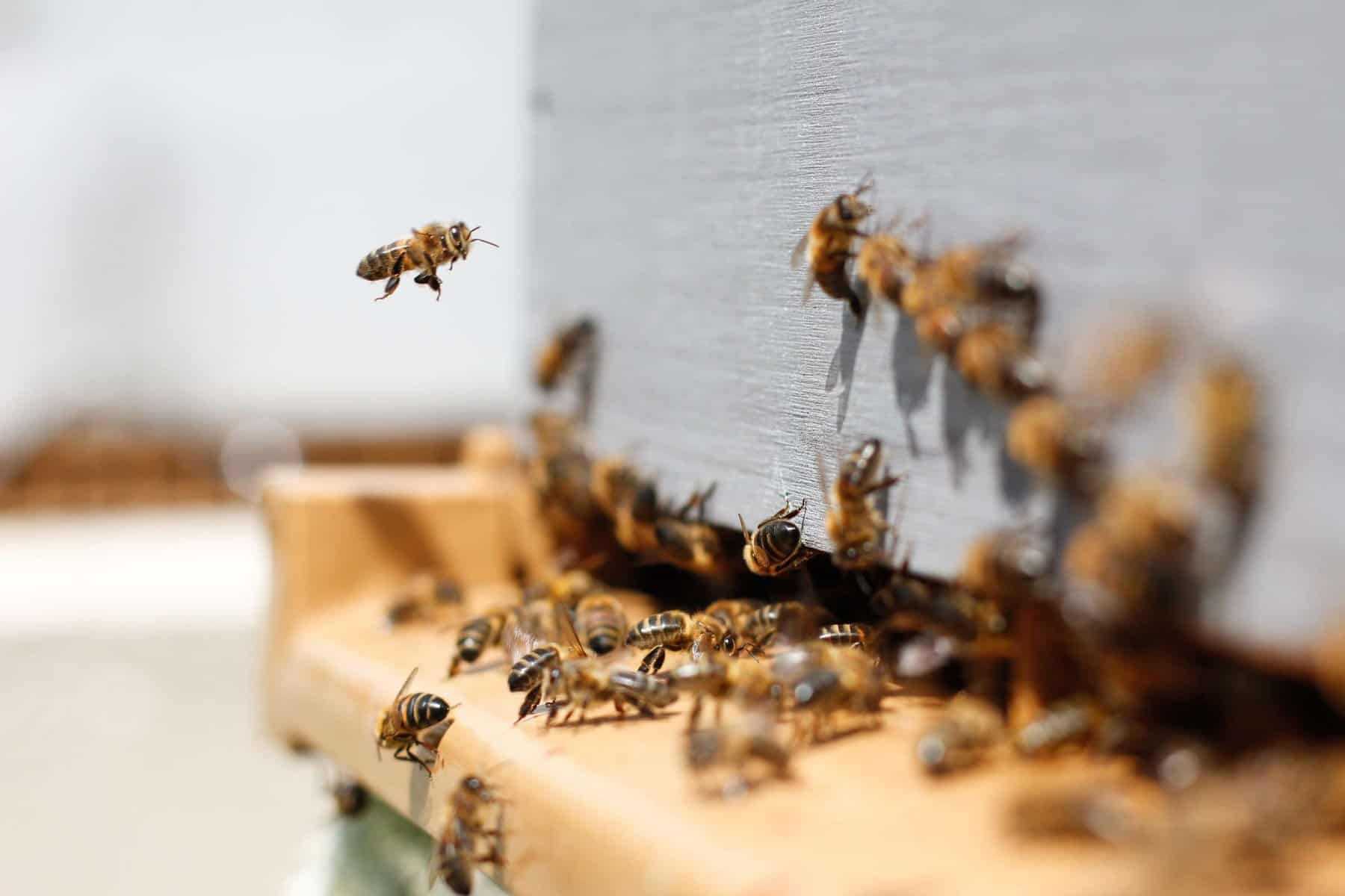 Extinction of Bees