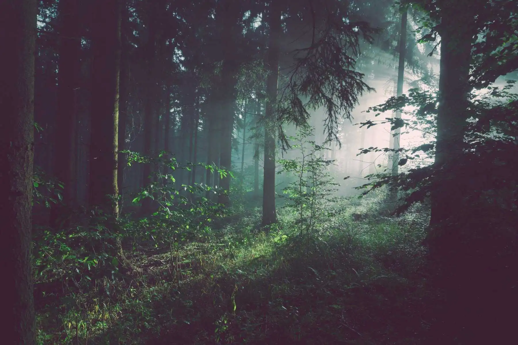 Forest Climate
