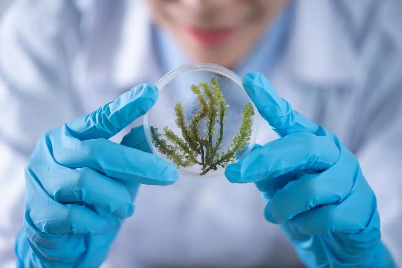 Advanced biotechnology in food